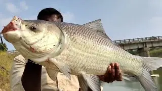 🐟Catla fish catch||Hyderabad Best fishing||monster katla fish||Amezing Indian fishing🎣..
