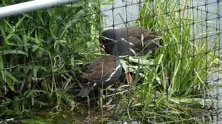 Moorhen nest in Italian Garden