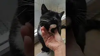Ты не сможешь меня контролировать!...😂🐈&zwj;⬛