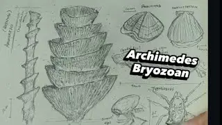 Archimedes bryozoan | weird shape creature