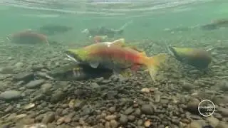 Weaver Creek Salmon Spawning Channel