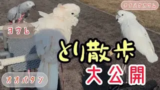 とり散歩　〜とり散歩への実態〜　＃bird ＃parrot ＃cockatoo ＃parakeet
