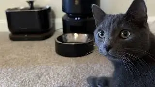 🐱 PETLIBRO Automatic Cat Feeder – Fresh, Scheduled Meals for Your Feline!