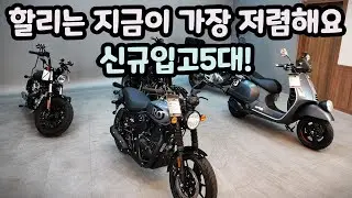 할리는 지금이 가장 저렴해요 신규입고 5대