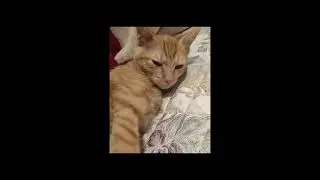 Hilarious Animals Fail So Hard You&rsquo;ll Cry Laughing! 16/12/2025