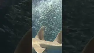 Tokyo Sea Life Park | Japan