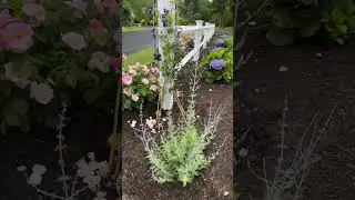 Quick peek at my fence garden  on a rainy June morning #roses #provenwinners #hydrangeas #flowers