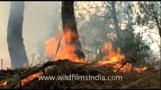 Forest fire in the Himalaya...