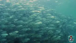 THE JACKS - SCUBA DIVING SIPADAN ISLAND, SABAH, MALAYSIA