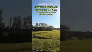 Norfolk&rsquo;s Summer Tapestry 🌾🌻🌿#naturefromtrain #travelvlog #eastanglia #summer #countryside #england