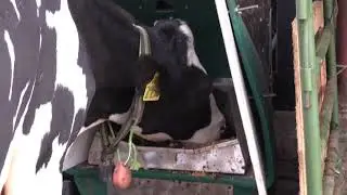 GreenFeed machine in action!