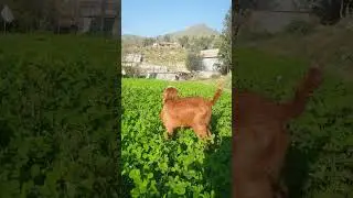 Cute baby goat eating grass. #short