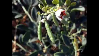 Garden Answer: 22 Genera in Zygophyllaceae   Caltrop Family