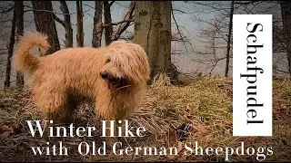 Wandern mit 3 Schafpudel-Hunden im Calenberger Land