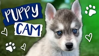 Toy Size Klee Kai Puppies!