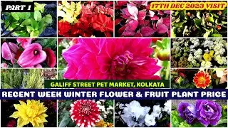 Recent Week Winter Flower & Fruit Plant Price|Galiff Street Cheapest Plant Market W.B.|17th Dec 2023