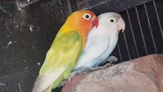 lovebird blue pastel possible split ino x yellow Fischer split blue possible split ino pairings