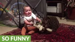 Baby and puppy battle for stuffed animal dominance