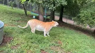 Breathtaking Khaleesi Tiger, Golden tabby or Strawberry tiger