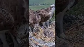 [P680] Review birds nest life, mom birds brings food to feed her babies in their nest #birdslover