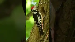 Woodpecker Facts! Nature&rsquo;s Ultimate Drummer