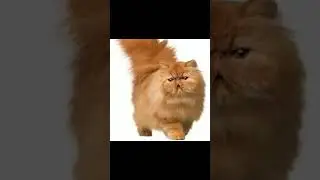 Эх блин ОРИГИНАЛ | #meme #мем #кот #cat #original #оригинал