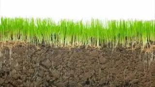 Rootstrikers