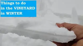 Breaking the Ice Crust of Snow in the Vineyard
