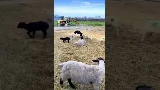 Funny Lambs Jumping Baby Sheep Videos Cute Farm Animals @kcclucky #shorts #animals #tiktok