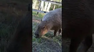 Pumpkin the Capybara Ear Wiggle Compilation