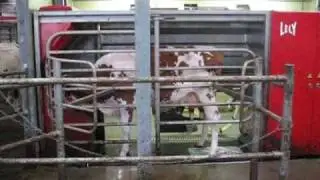 Melkrobot Lely A3