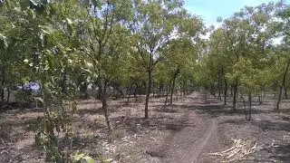 Neem Trees