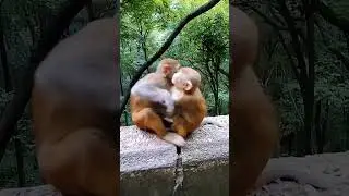 The Cutest Animal Love Stories (Sweetest Animal Couples) #shorts #viral #funny