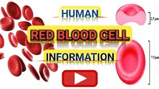 Red Blood Cells kya hai/ All About Red blood cells #RBC #Erythrocyete