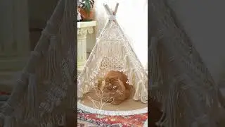 My cat looks so beautiful in this macrame cat tent we made for her