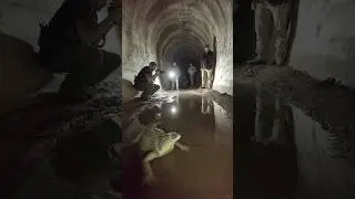 Внутри заброшенного туннеля обнаружено гибридное рептильное существо.