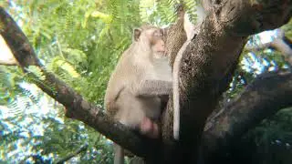 Real Jungle Life Nature of Wild Monkeys #forest #monkey #animals #adventure #travel #cute #mountains