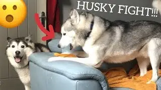 Huskies Fight To Get Dads Attention For Food! [READ DESCRIPTION]