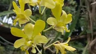 YELLOW ORCHID or MOKARA ORCHID CROSSBREED OF ASCOCENTRUM,ARACHNIS  #beautiful #flower