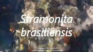 Stramonita brasiliensis: Postura