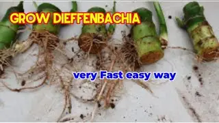 How to grow Dieffenbachia from cutting, propagate Dumb cane plant very Fast.