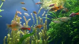 Fish Aquarium | Beautiful Nature Short Video 