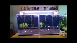 Montagem aquário para camarão paso a paso , Shrimp Tank Set up