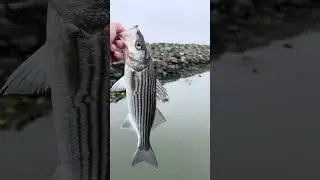 Just another day without the skunk! #fish #fishing #stripedbass #viral #foryou