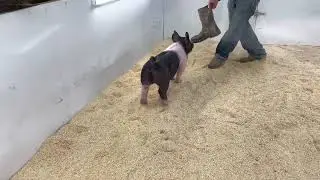 1-12 Boar Paradise x Dirty Thoughts x Hillbilly Bone