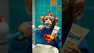 Little cute   Monkey Brushing Teeth #babymonkey