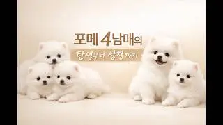 포메 4남매의 탄생과 성장과정 리뉴얼 Version