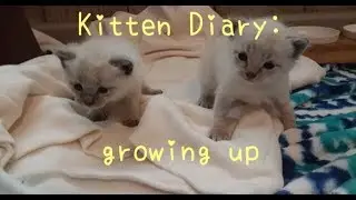 Kitten Diary: growing up (Delilah&rsquo;s kittens)