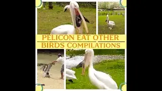 😱Pelican catch and eats pigeon alive I Pelican bird I Pelican eats pigeon😵