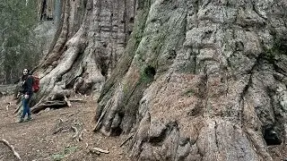 Giant Sequoia Trees After Massive Fire - Protecting The Largest Trees In The World